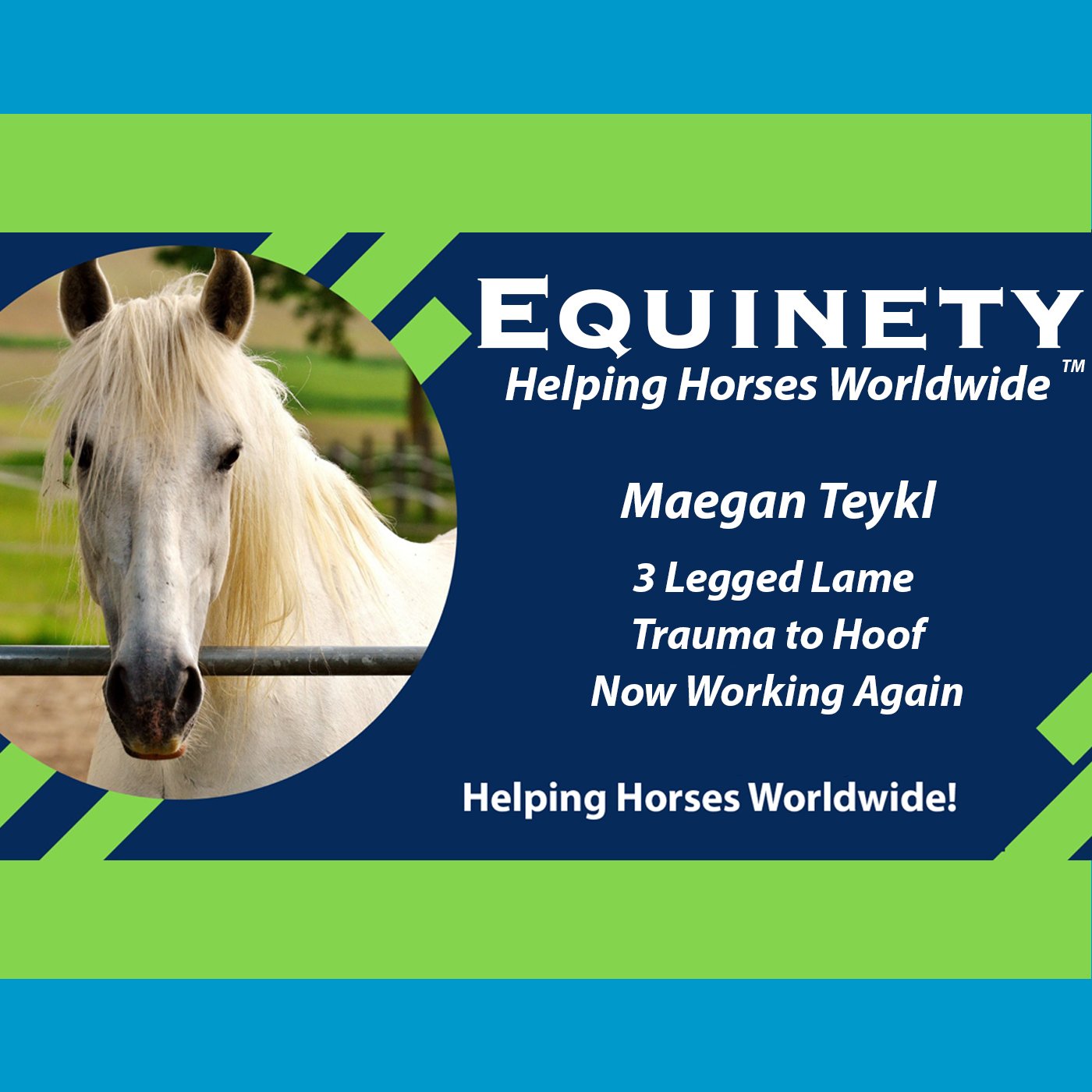 106 Maegan Teykl- 3 legged – trauma to hoof - now working again copy