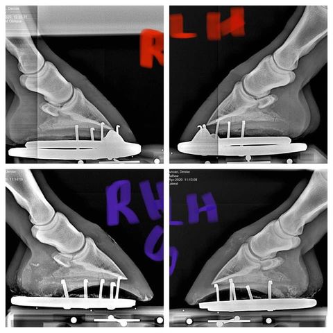 Before and After of Sole and Hoof Growth